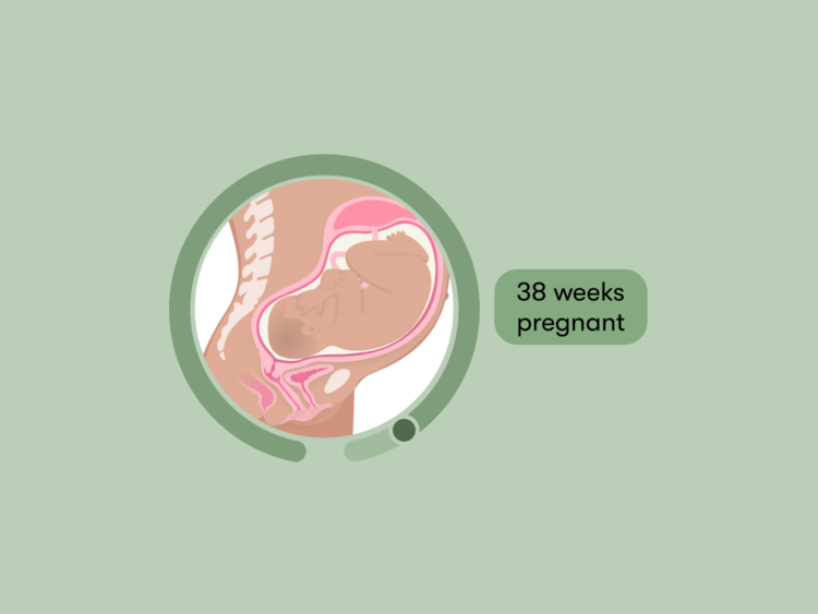 38 weeks pregnant Symptoms tips and baby development